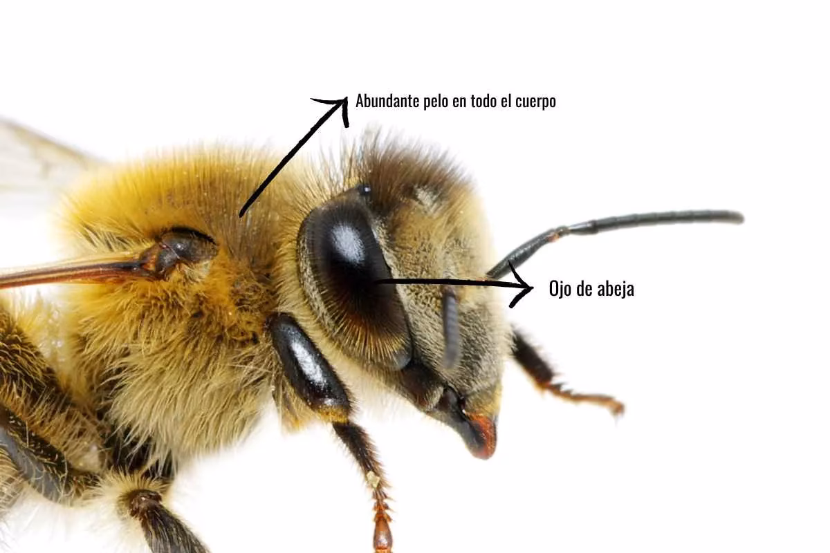 ¿Qué pelaje tiene la abeja?