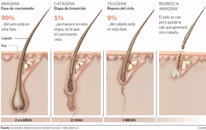 ¿Qué especialista de la caída del cabello?