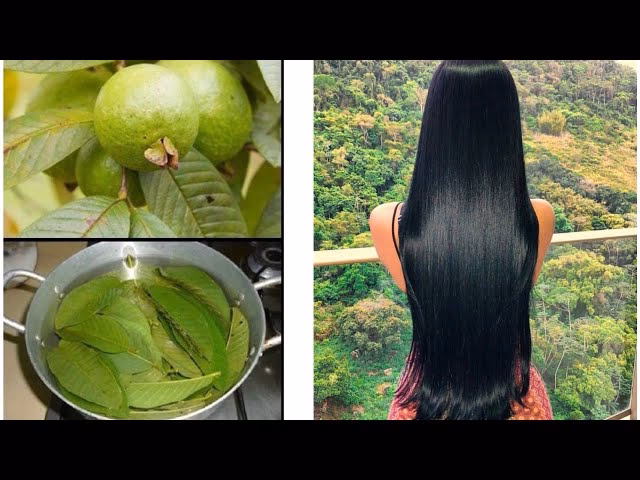 ¿Cómo puedo usar las hojas de guayaba para el cabello?