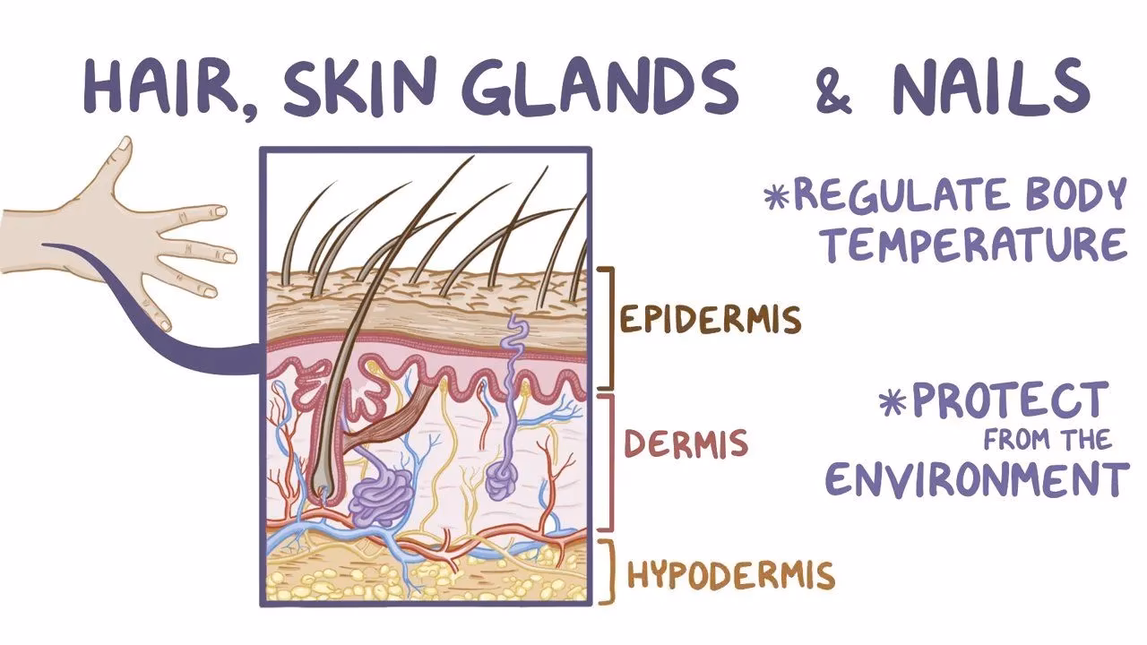 ¿Cómo se llama el sistema conformado por la piel, el pelo y las uñas?