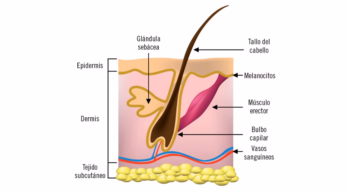 ¿Cómo se llama la proteína estructural del pelo, piel y uñas?