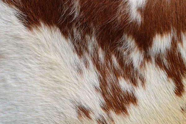 ¿Qué tipo de pelaje tiene la vaca?