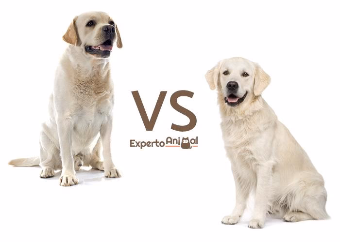 ¿Por qué algunos labradores tienen el pelo largo?