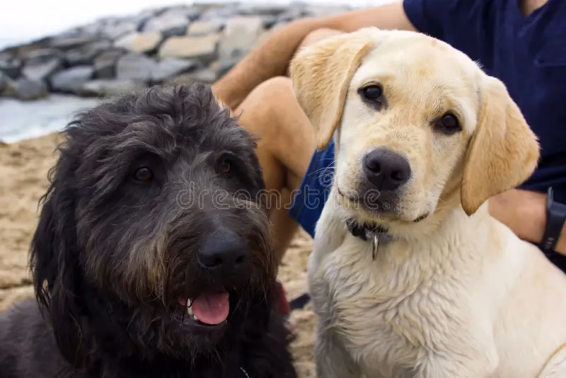 ¿Cómo identificar un labrador original?