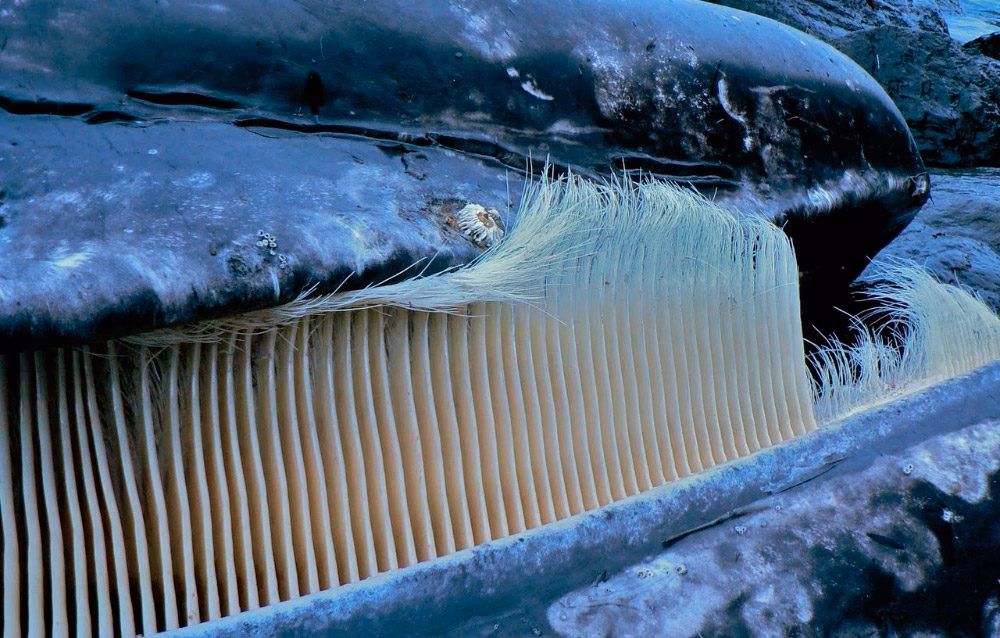 ¿Las ballenas tienen pelo o escamas?