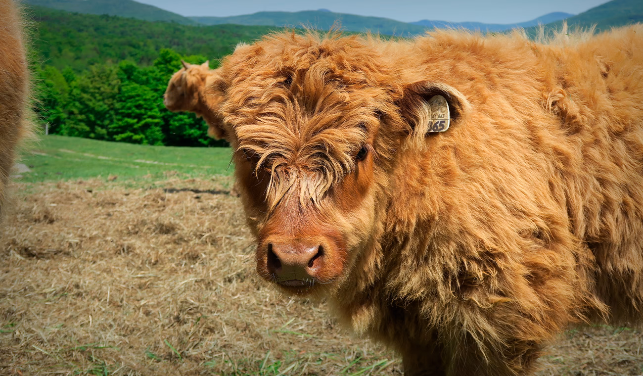 ¿Qué tan gruesa es la piel de una vaca?