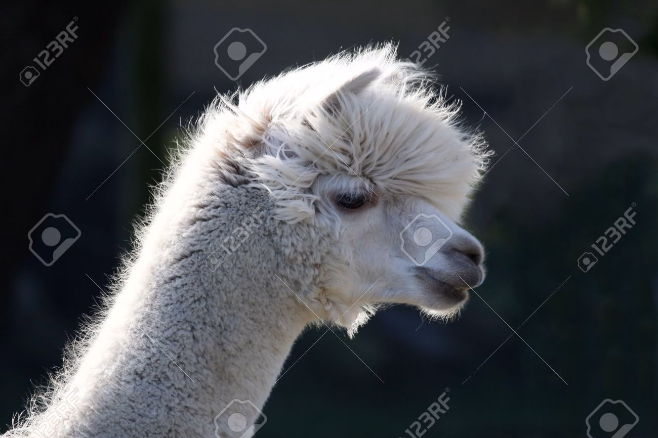 ¿Cuál es la diferencia entre una llama y una alpaca?