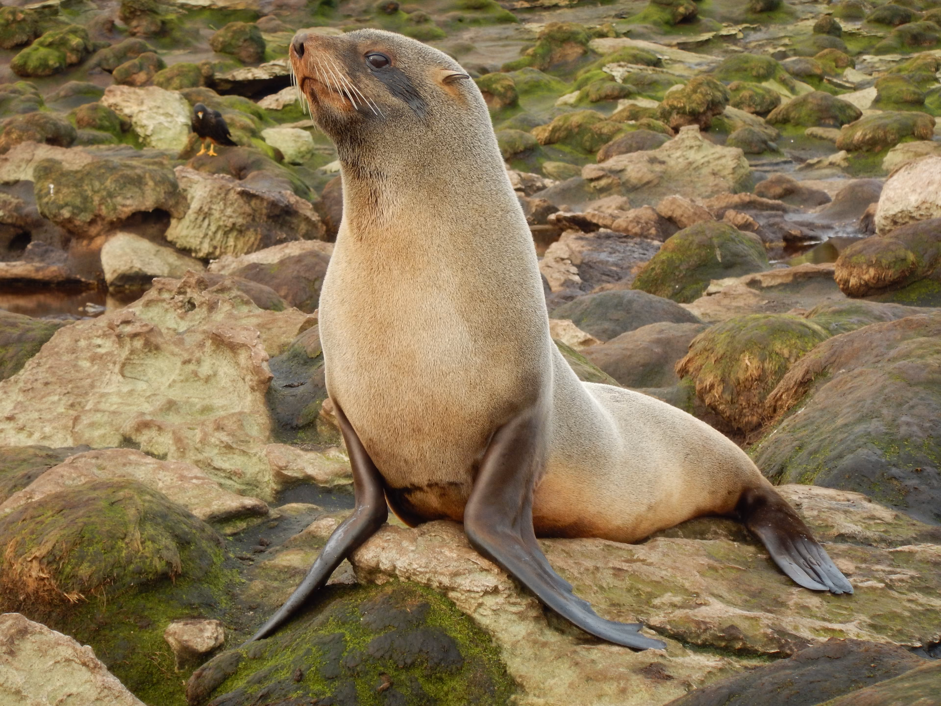 ¿Cuáles son las diferencias entre el lobo marino de un pelo y el de dos pelos?