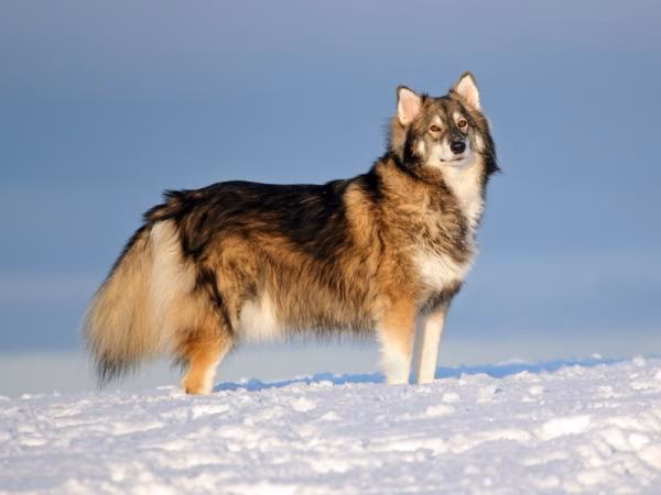 ¿Cómo se llaman los perros lobos peludos?