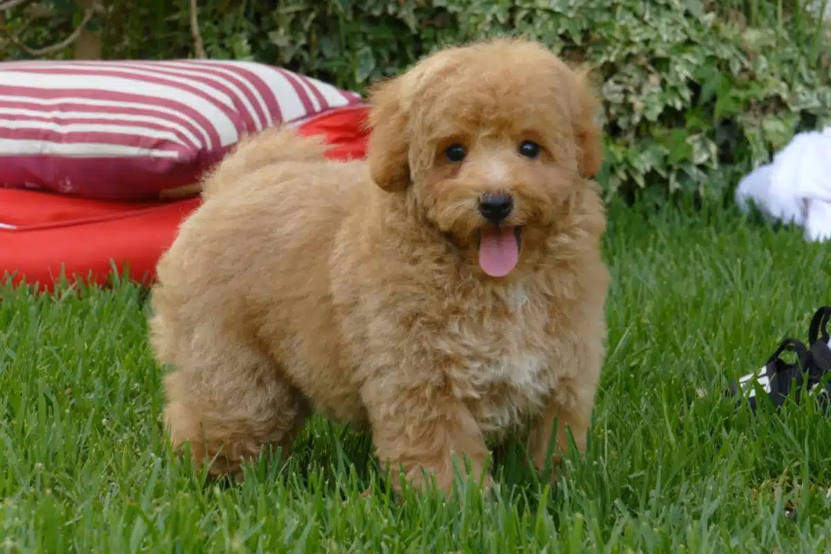 ¿Cuánto pelo pierde un caniche?