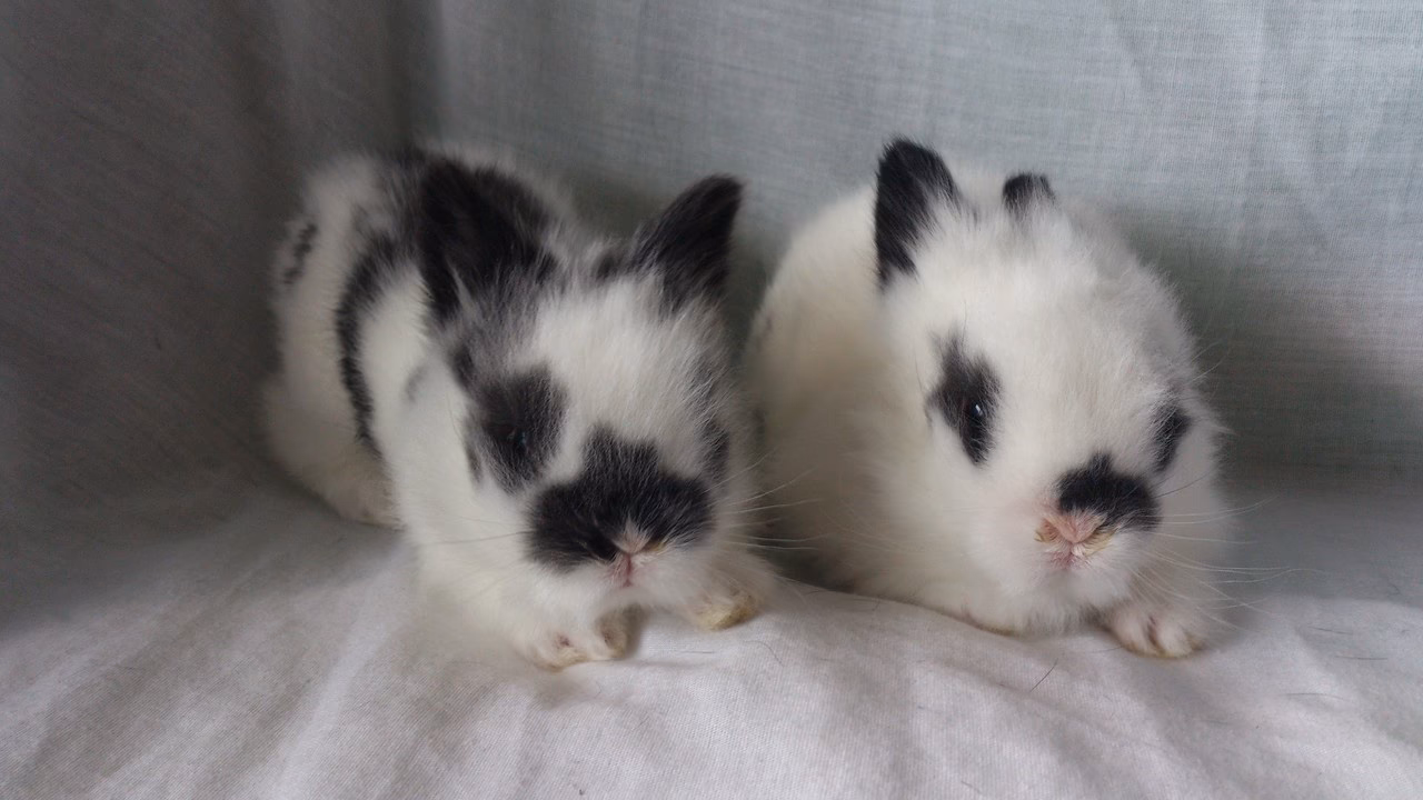 ¿Cómo nacen los conejos con pelo o sin pelo?