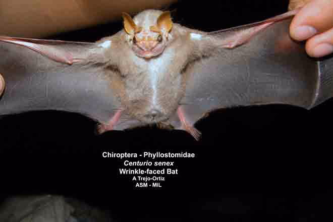 ¿Qué pelaje tiene el murciélago?