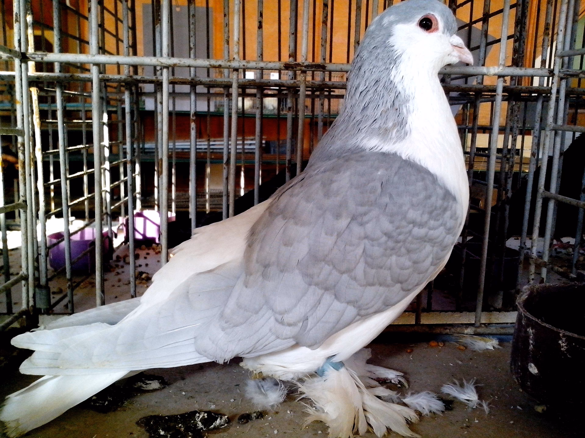 ¿Una paloma tiene pelo o pelaje?