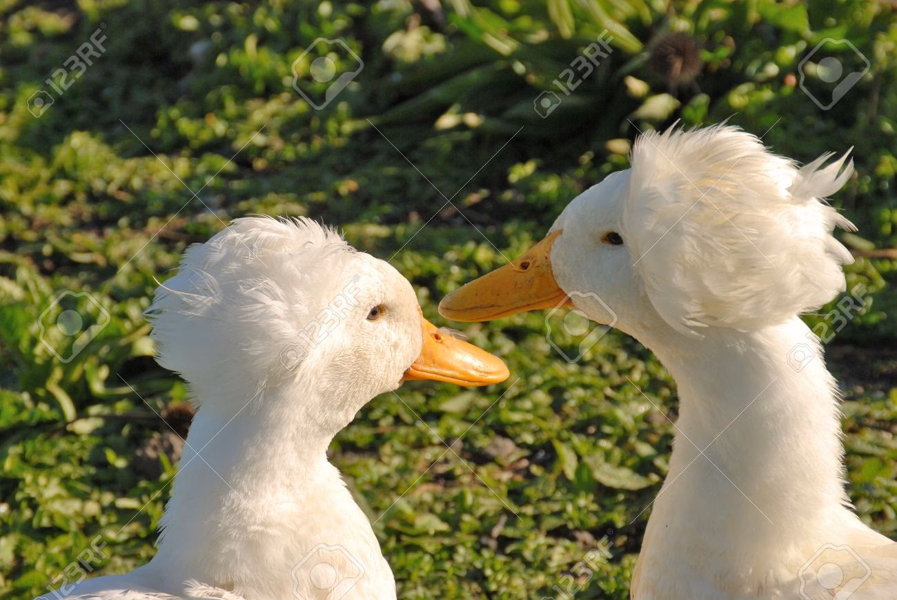 ¿Qué tipo de pelaje tienen los patos?