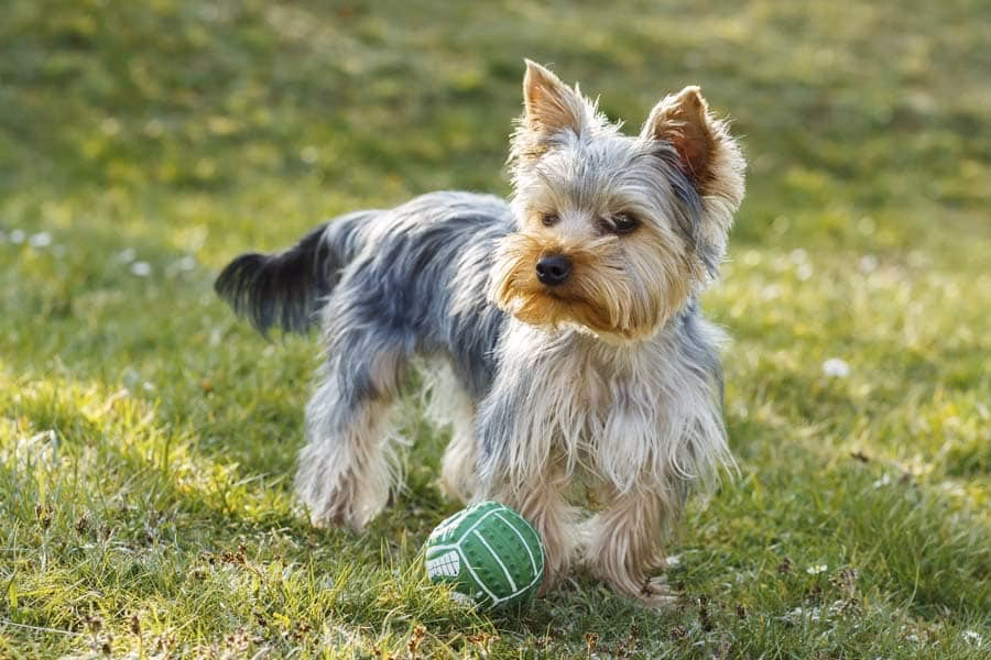 ¿Cómo evitar que los yorkies pierdan pelo?