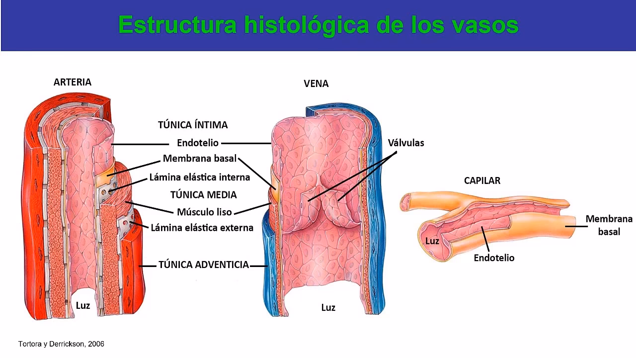 ¿Qué es la luz del vaso sanguíneo?