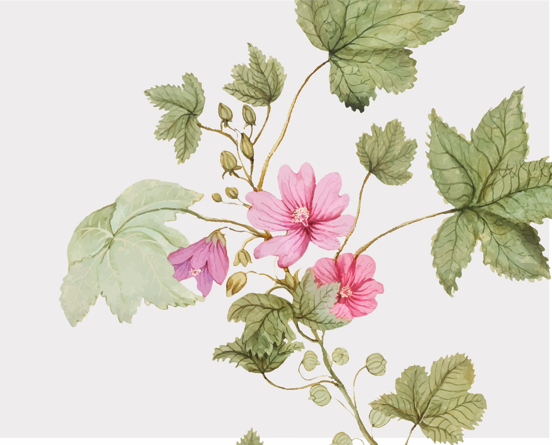 ¿Cómo se aplica el tratamiento malva en el cabello?