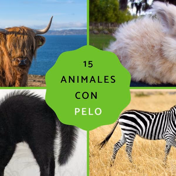 ¿Cuáles son 10 animales mamíferos terrestres?
