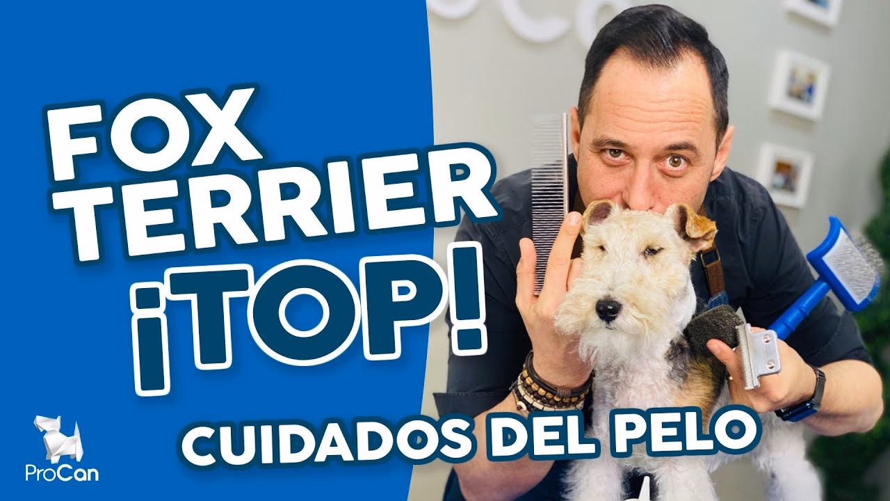 ¿Por qué mi fox terrier pierde tanto pelo?