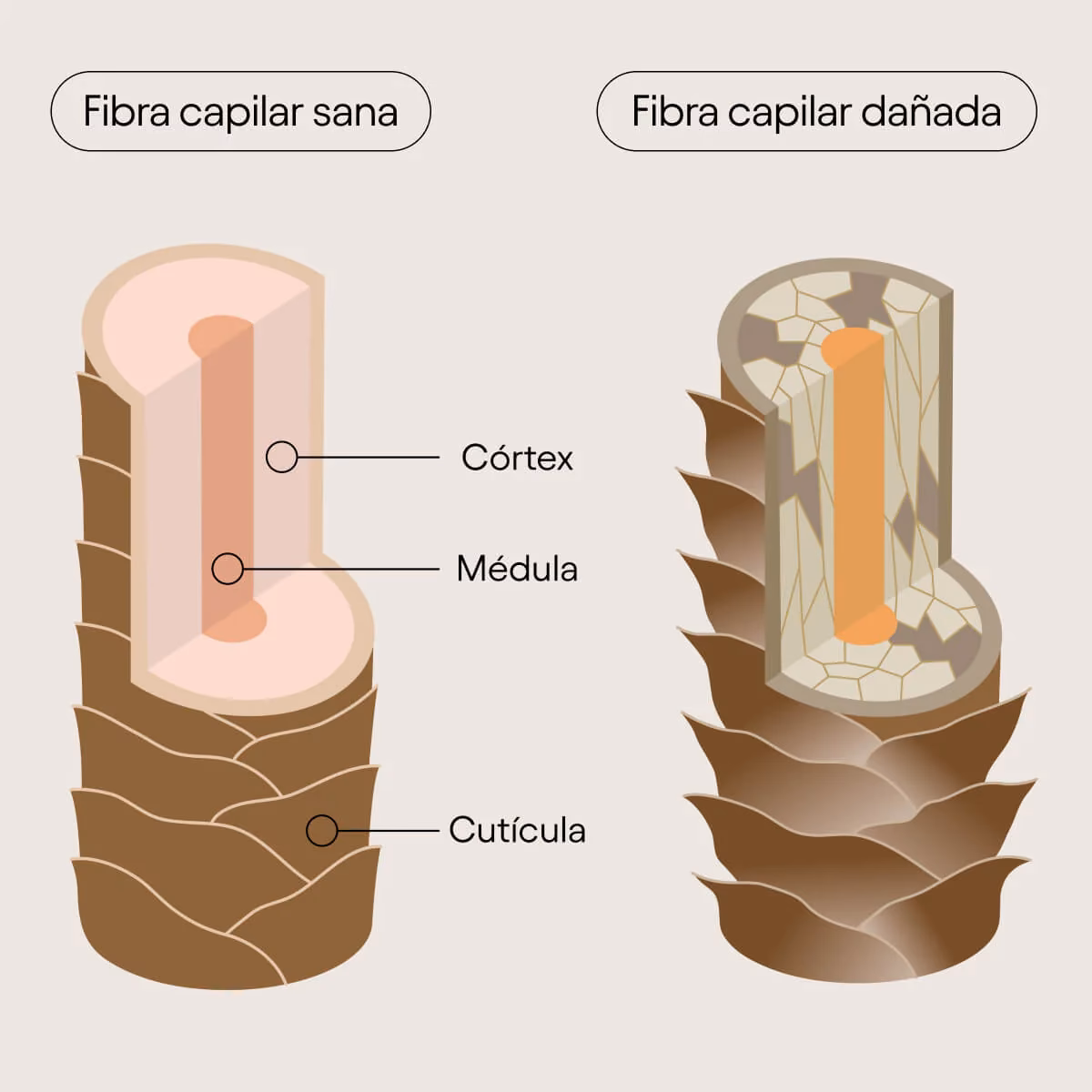 ¿Cuál es la capa más importante de la fibra capilar?