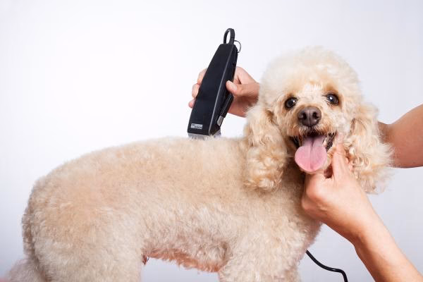 ¿Puedo utilizar una cortadora de pelo para humanos en un caniche?