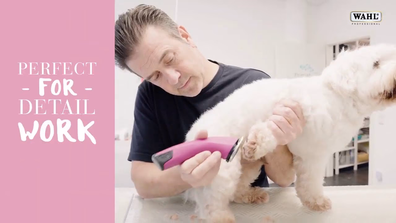 ¿Cuándo cortar el pelo a un Caniche?