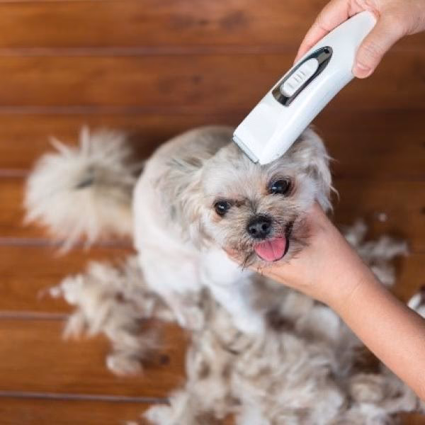 ¿Puedo utilizar una cortadora de pelo para humanos en un caniche?