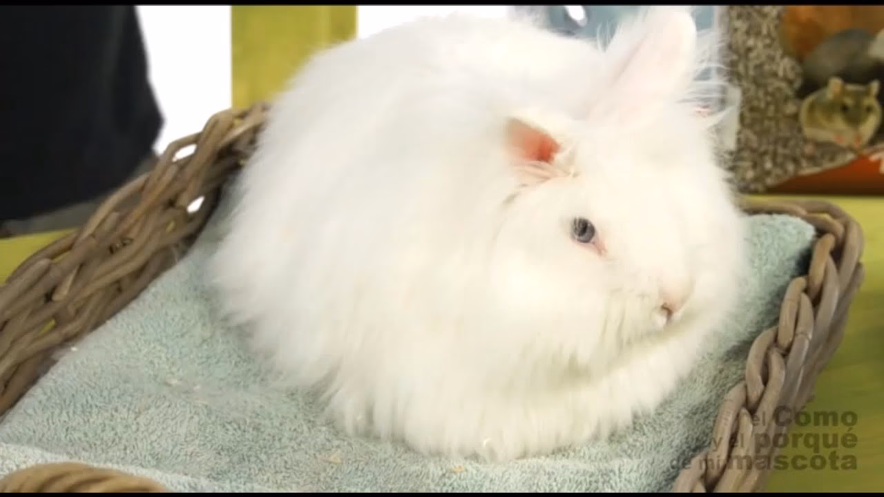 ¿Cómo se le llama al pelo del conejo?