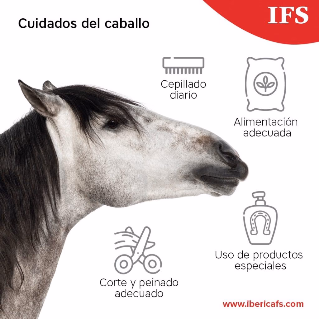 ¿Qué es bueno para el pelo de los caballos?