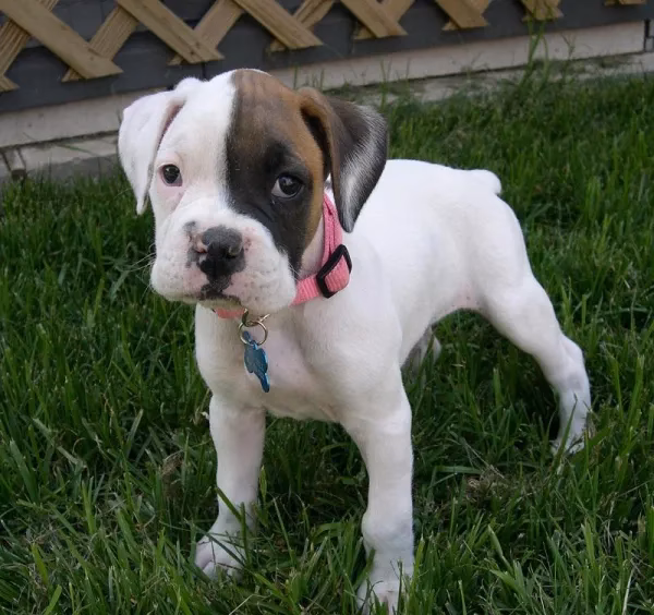 ¿Cuáles son las características de un perro bóxer blanco?