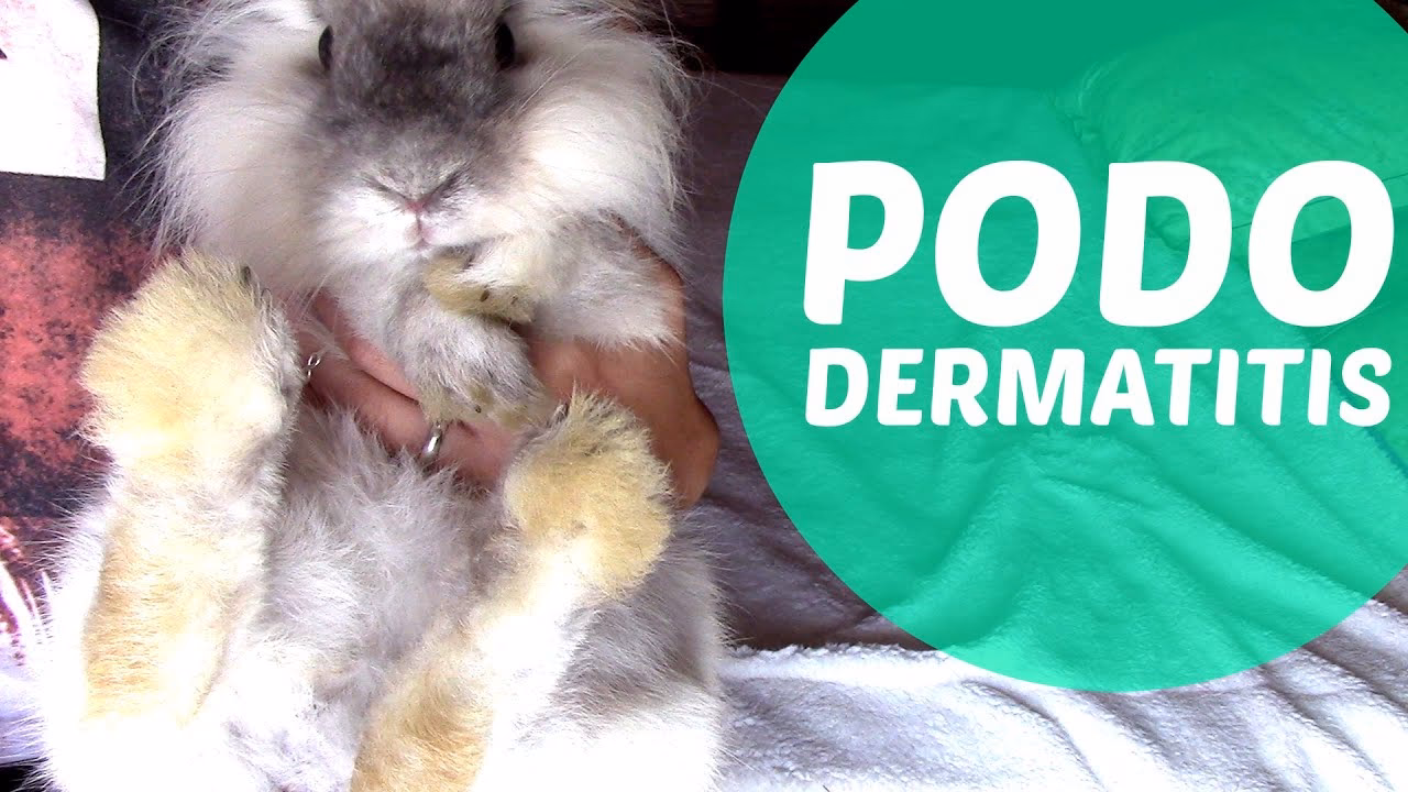 ¿Qué enfermedad le da a los conejos en las patas?