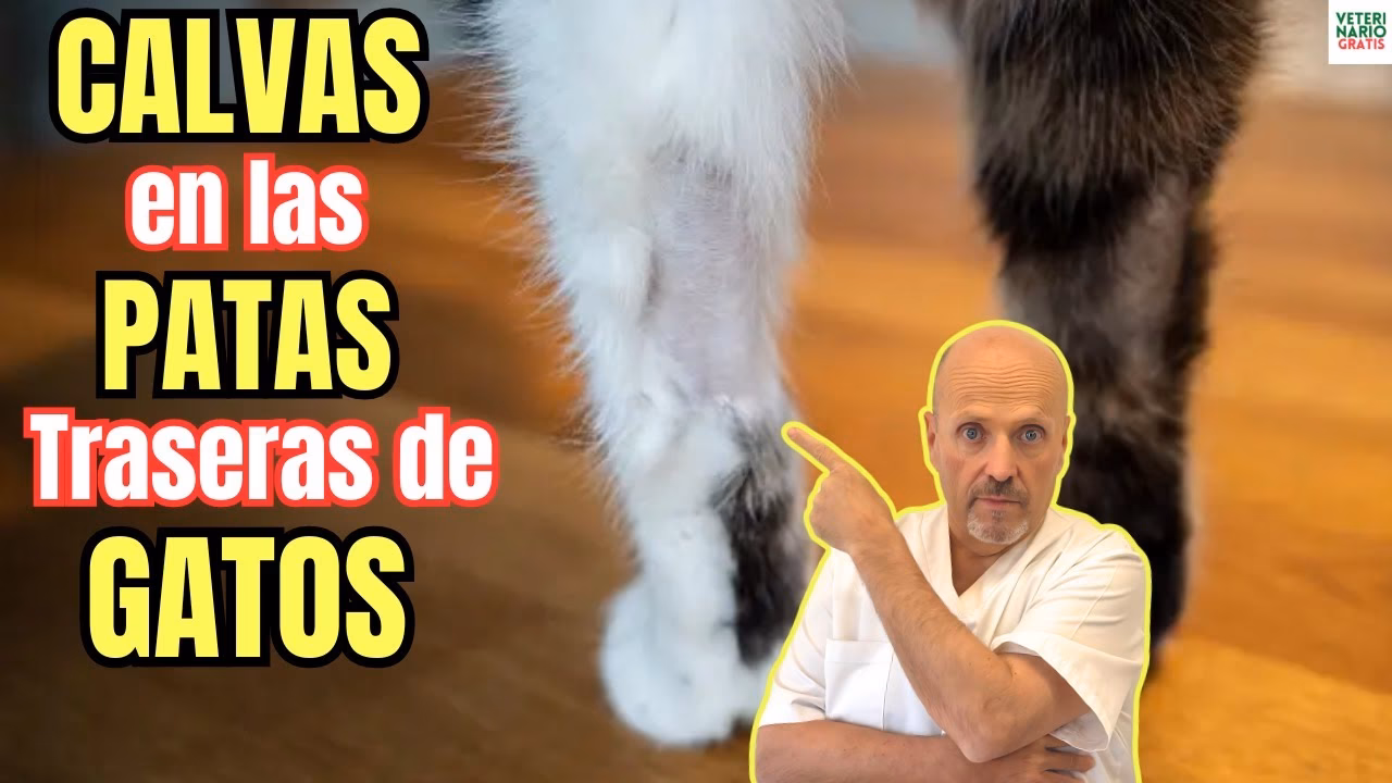 ¿Qué hacer si mi gato tiene partes sin pelo?