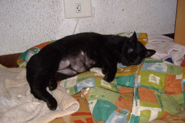 ¿Qué le puedo echar a mi gato que se está pelando?