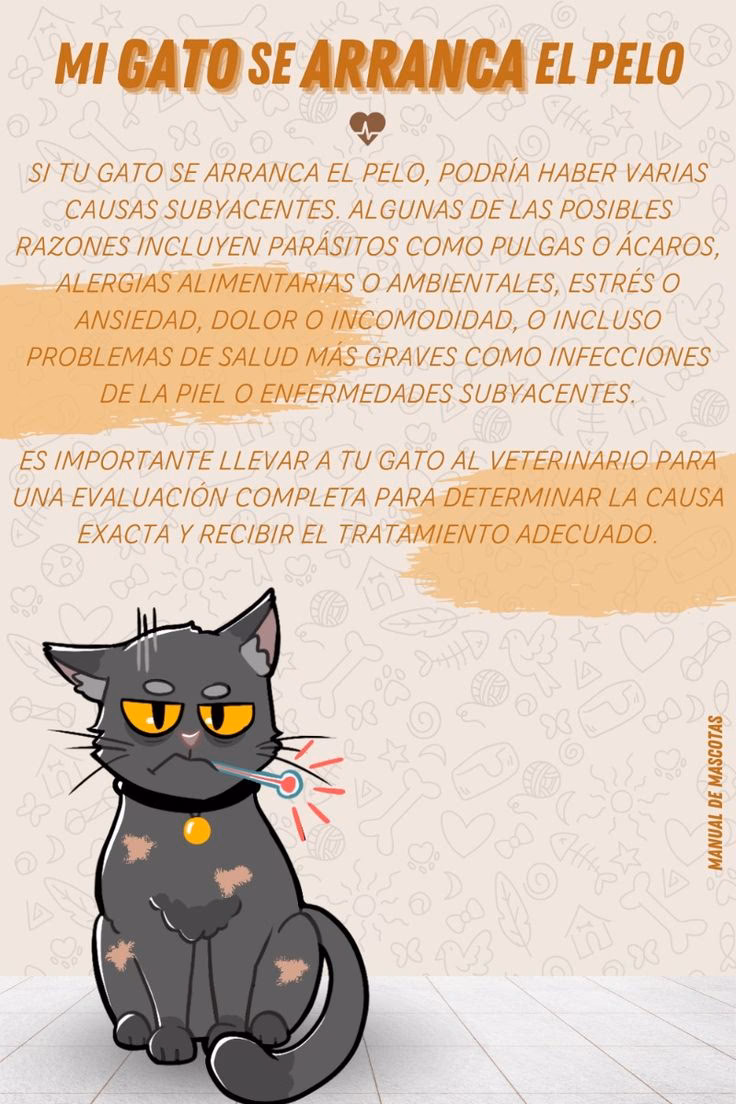 ¿Qué hacer cuando un gato se lame mucho?
