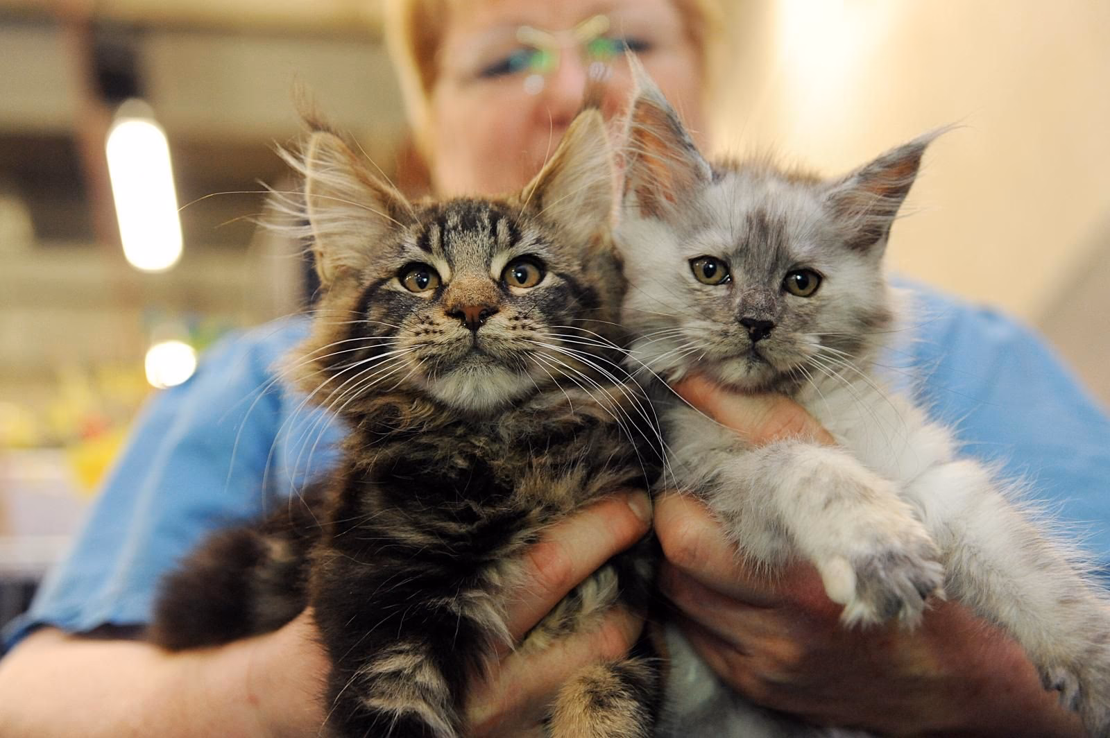 ¿Qué raza de gato tiene el pelo largo?