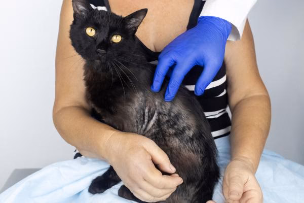 ¿Por qué a mi gato le falta un trozo de pelo en la pata?