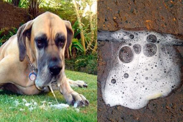 ¿Cómo es el vómito de un perro con parvovirus?