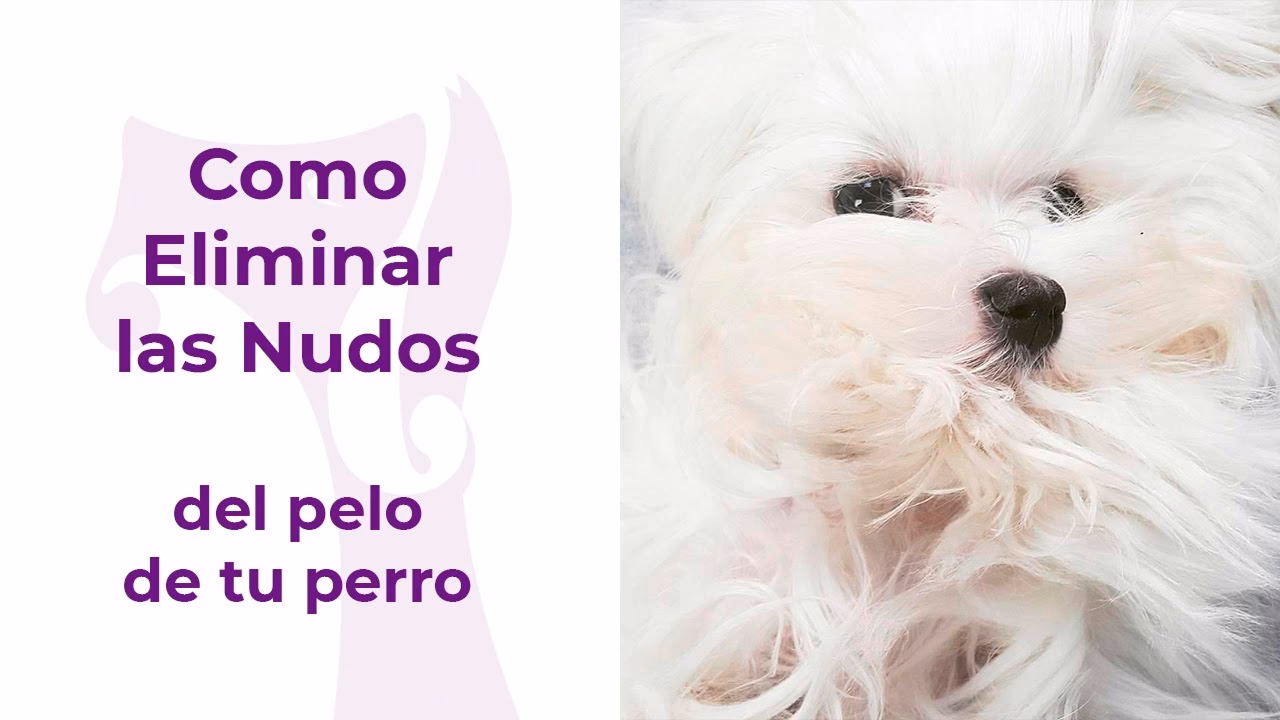 ¿Cómo puedo desenredar un perro con muchos nudos?