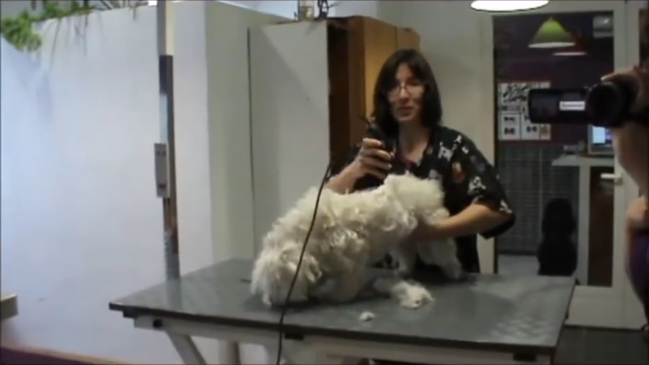 ¿Cómo cortarle el pelo a mi perro sin que me muerda?