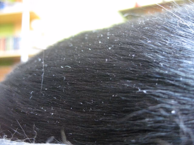 ¿Por qué mi perro tiene caspa y pierde pelo?