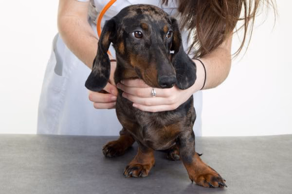 ¿Por qué los perros salchicha pierden el pelo?