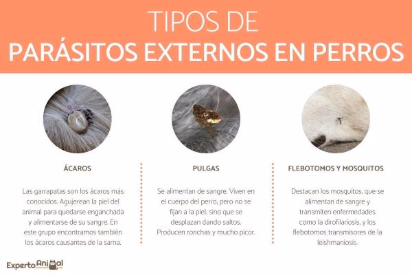 ¿Qué hay que hacer cuando un perro tiene parásitos?