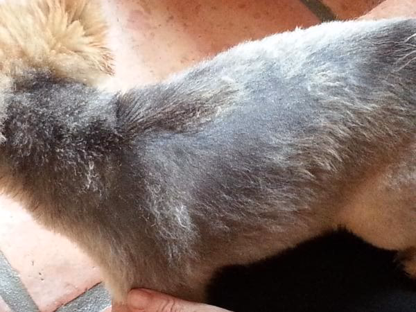 ¿Cómo puedo quitarle el color marrón al pelaje de mi perro?