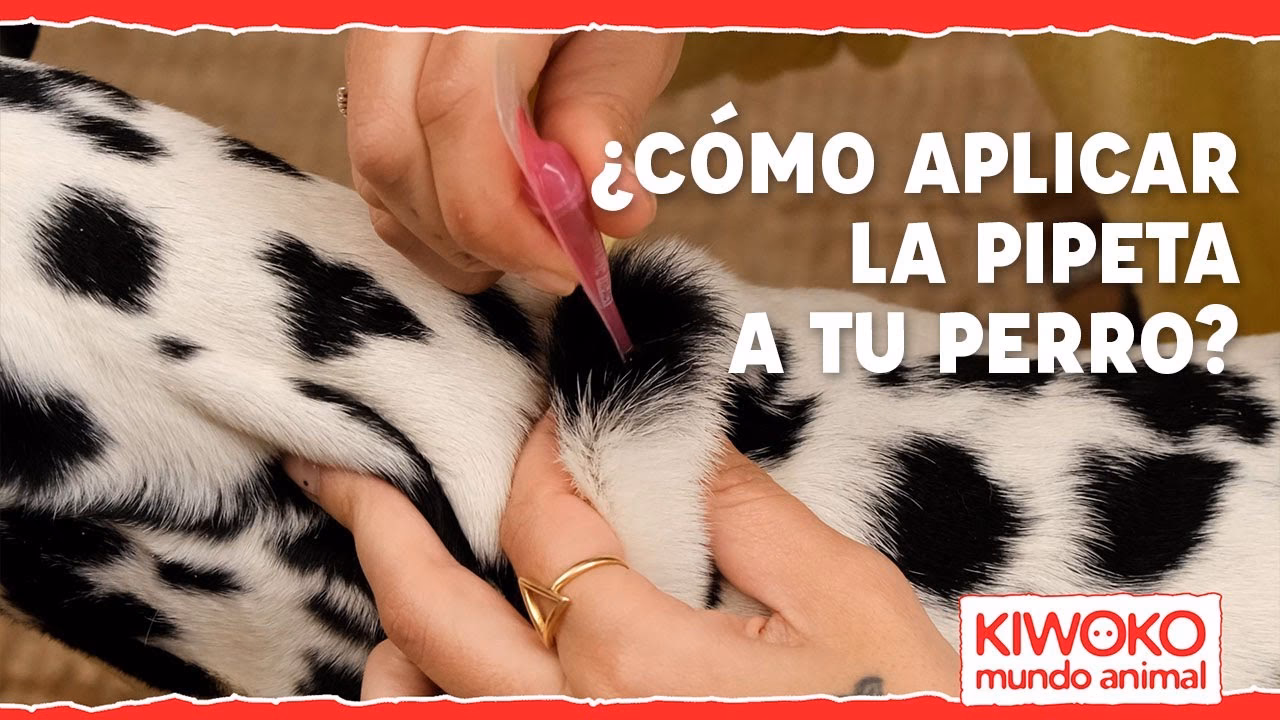 ¿Cuáles son las desventajas de las pipetas para perros?