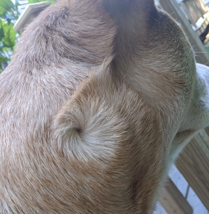 ¿Qué significan los remolinos de pelo en los perros?