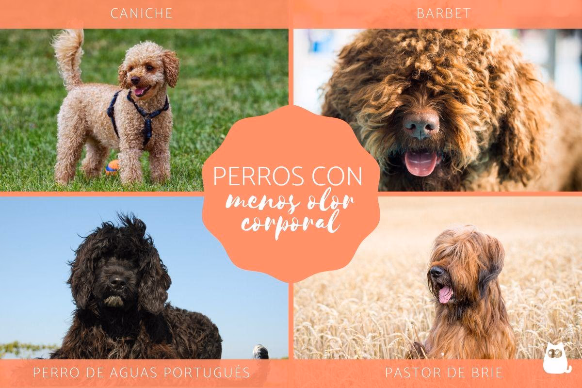 ¿Qué causa el mal olor en los perros?