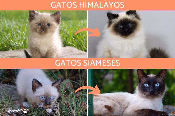 ¿Cuándo cambian el pelo los gatitos bebés?