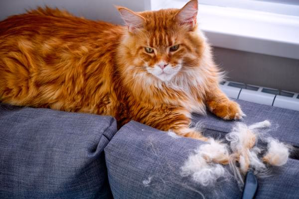 ¿Cuándo cambian el pelo los gatitos bebés?