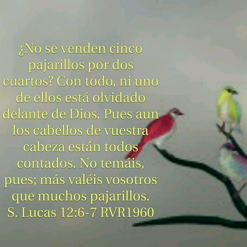 ¿Qué dice la Biblia sobre la caída del cabello?