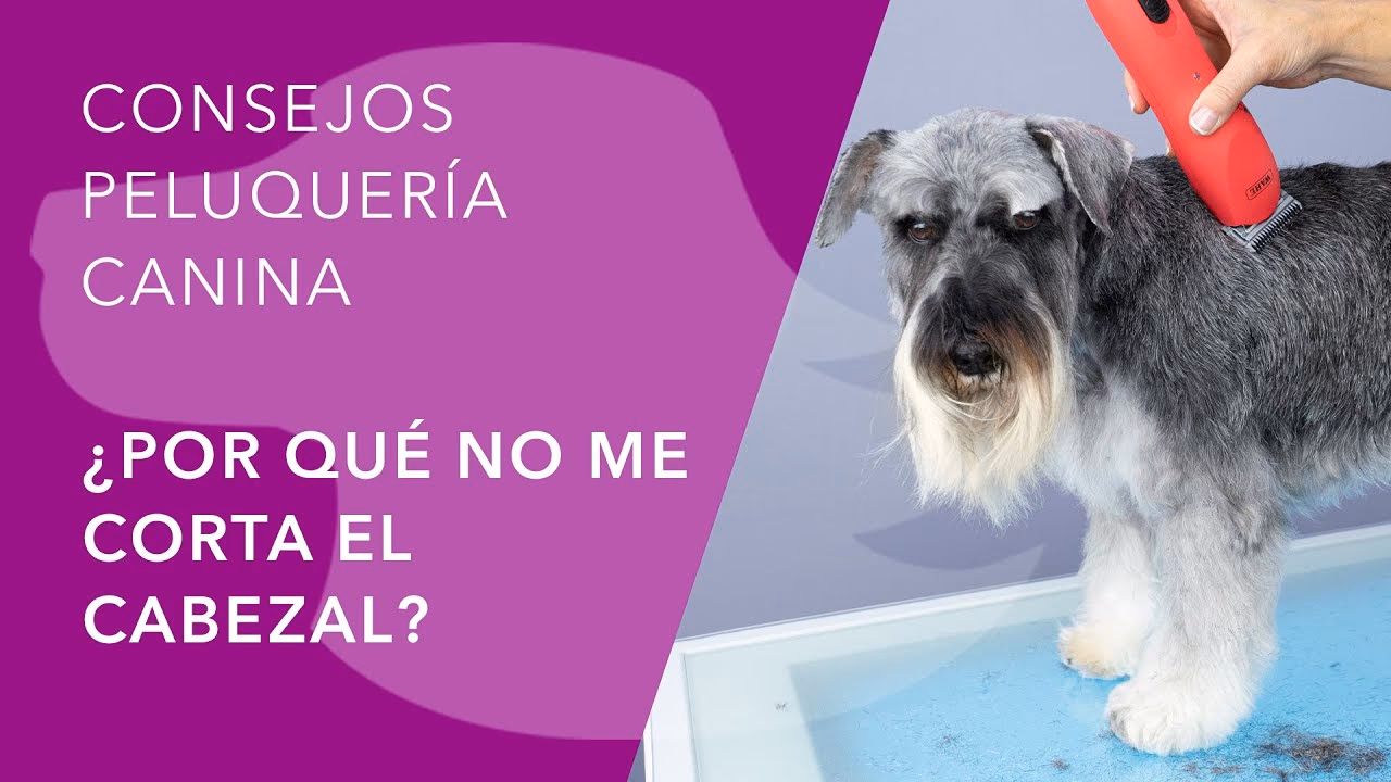¿Por qué no funcionan las cortadoras de cabello?